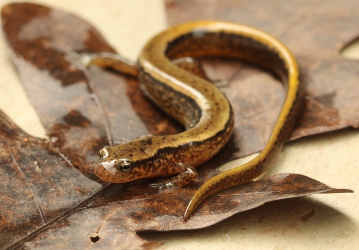Northern Two-lined Salamander